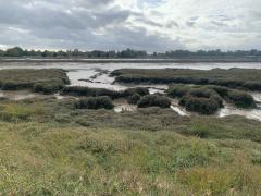 Looking back across the saltmarshes and estuary towards Promenade Park at Maldon on the far side